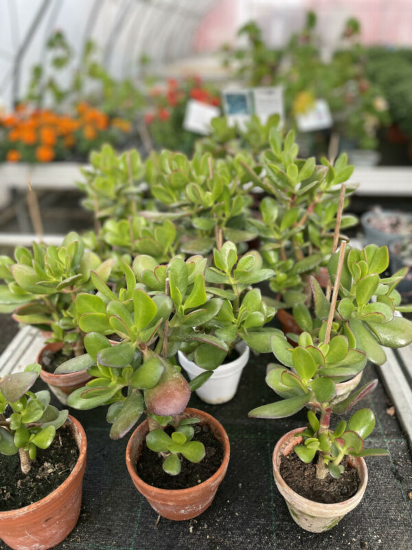 crassula